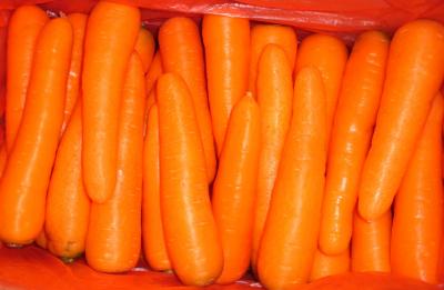 fresh carrot 